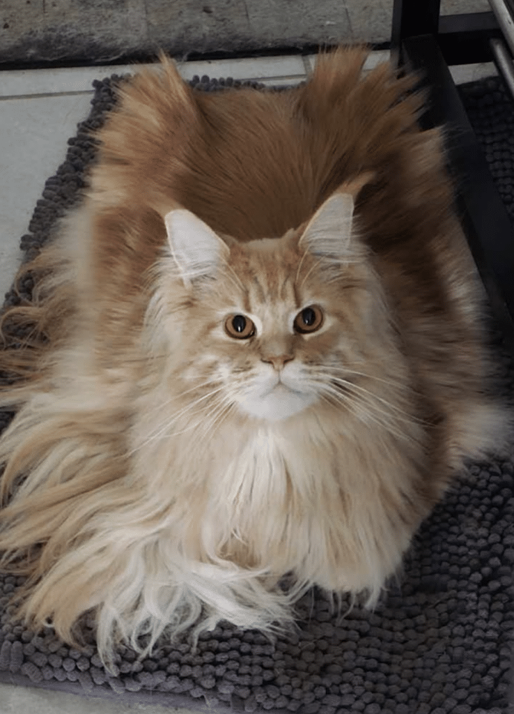 maine coon cat cream tabby rama florida sassy koonz